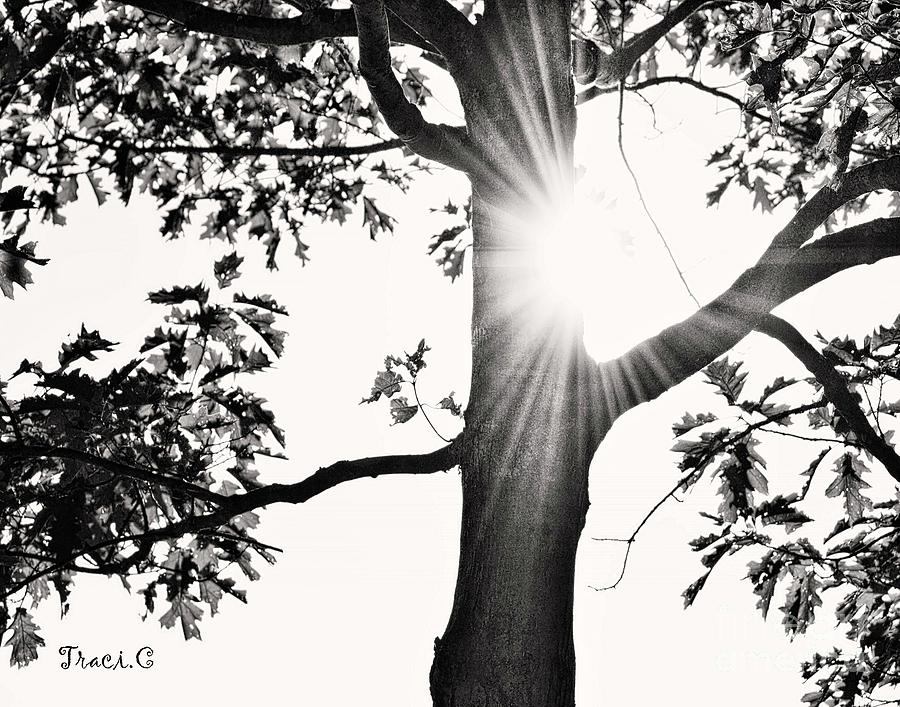 Tree of Life Photograph by Traci Cottingham