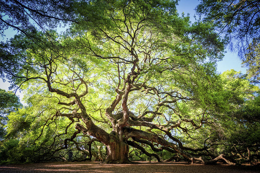 Tree of Life Photograph by Tracie Cimaglio | Fine Art America