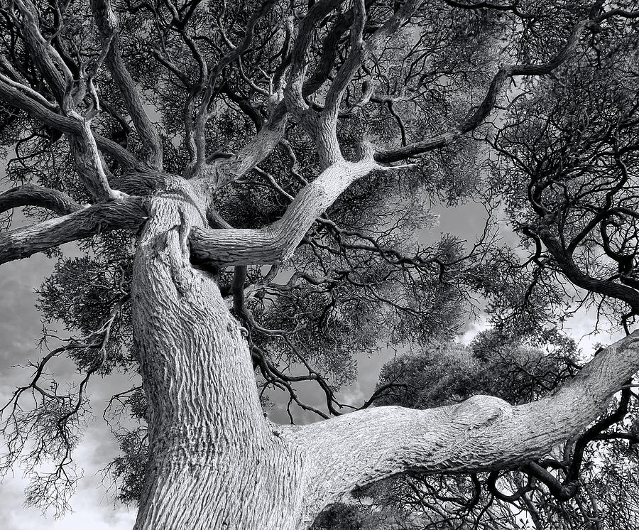 Tree Of Life Photograph by Wayne Sherriff