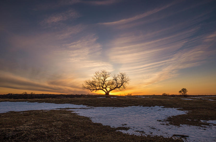 Tree of Light  Photograph by Aaron J Groen
