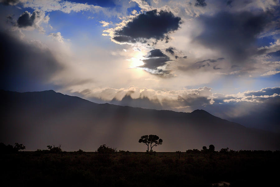 Mountain Photograph - Tree of Light by Cat Connor