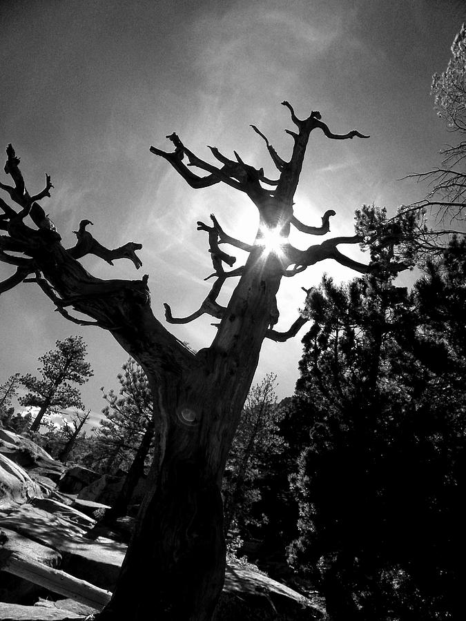 Tree of Light Photograph by Elizabeth Hoskinson