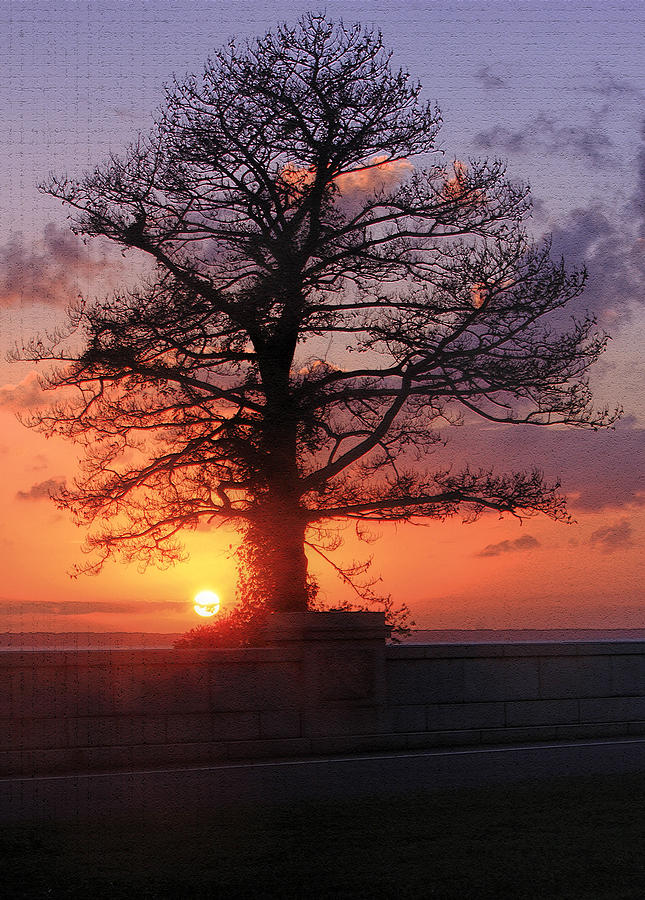 Tree of Light II Photograph by Ola Allen