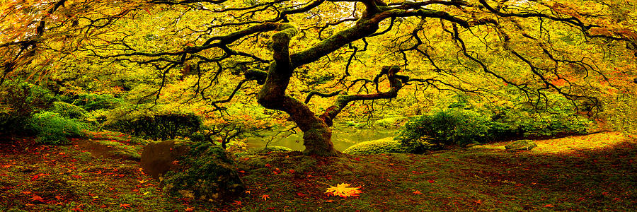 Tree of Light Pano by Ryan Smith Tree of Light Pano by Ryan Smith