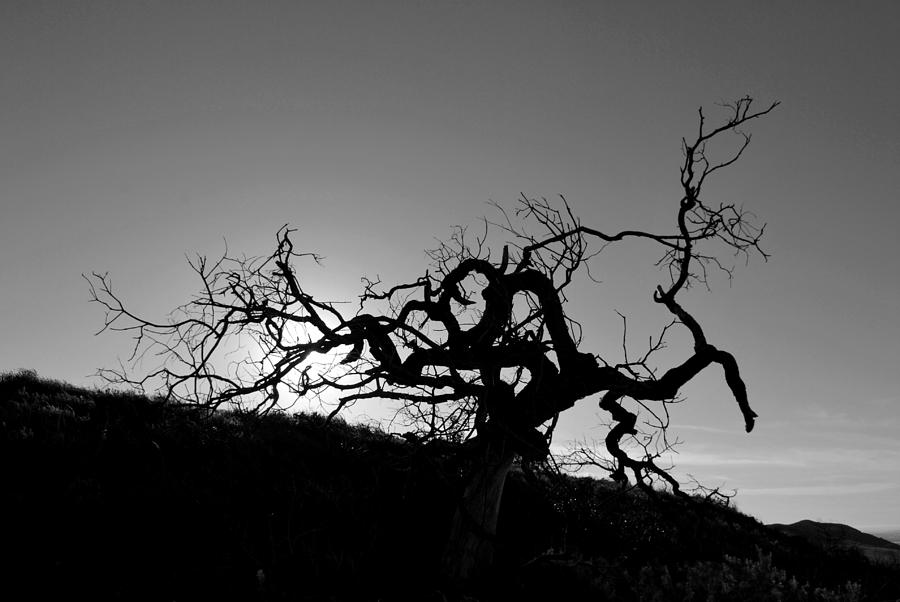 Tree Photograph - Tree of Light Silhouette Hillside - Black and White  by Matt Quest