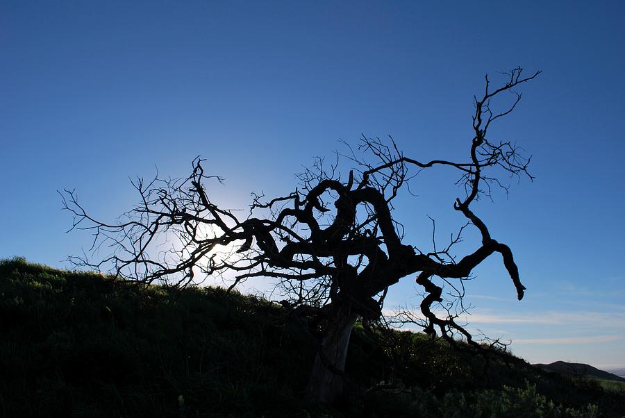 Tree Photograph - Tree of Light Silhouette Hillside by Matt Quest