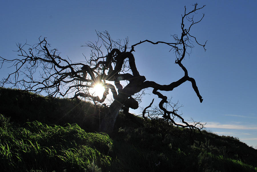 Tree Photograph - Tree Of Light - Sunshine Through Branches by Matt Quest