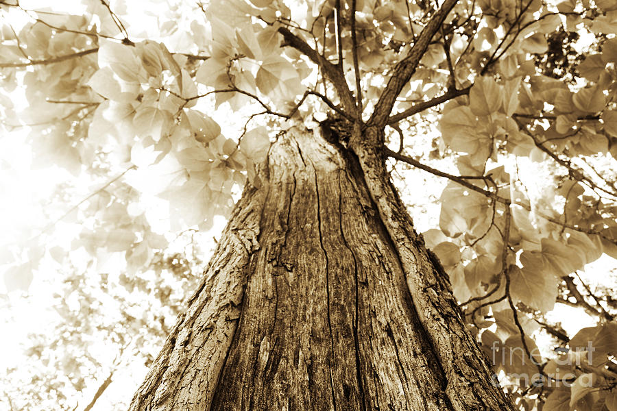 Tree Of Lith Photograph