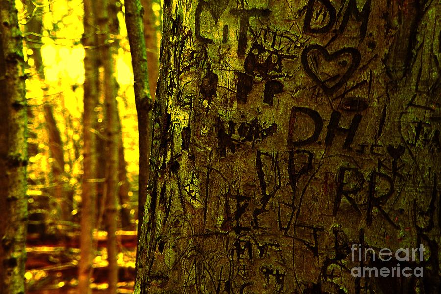 Tree of Love Photograph by Don Kenworthy