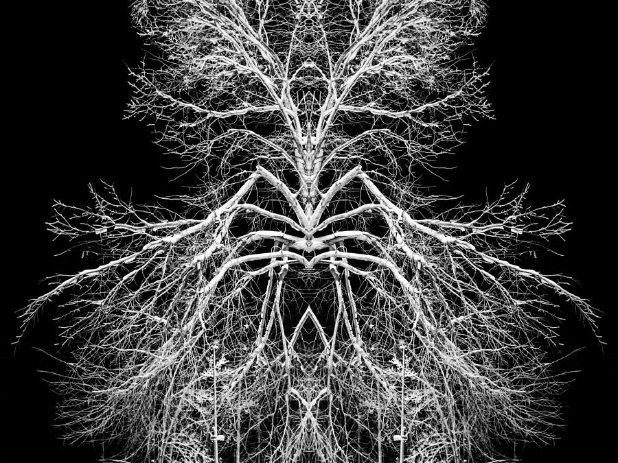 Tree of Nature Evolving Symmetry Pattern Photograph by John Williams