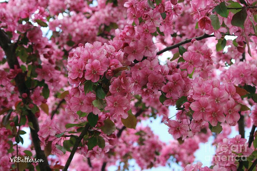 Tree of Pink Photograph by Veronica Batterson