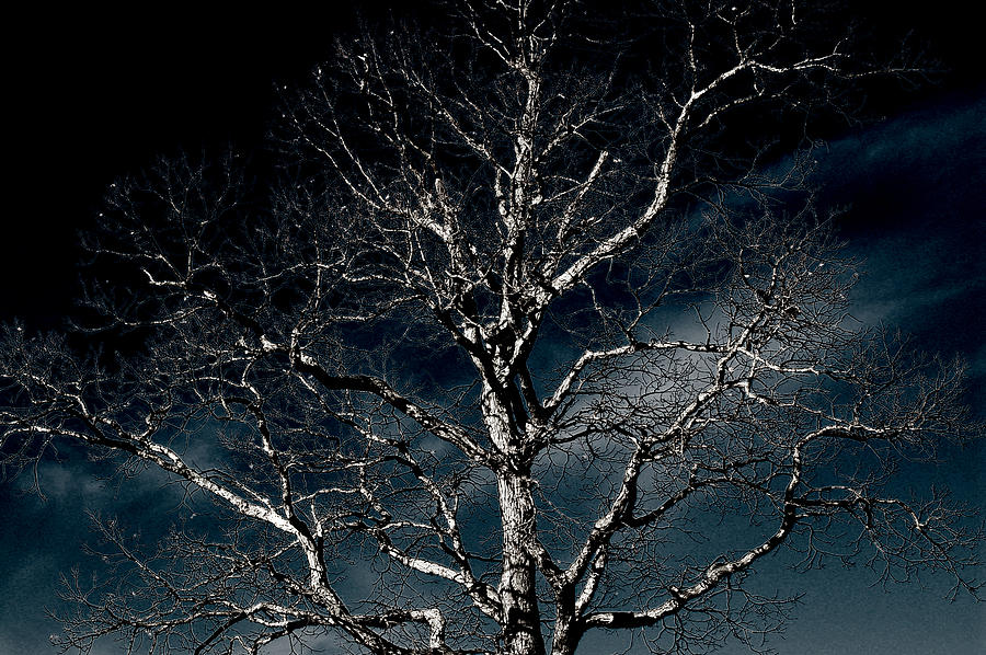Winter Photograph - Tree of Solitude by Shawn Wood