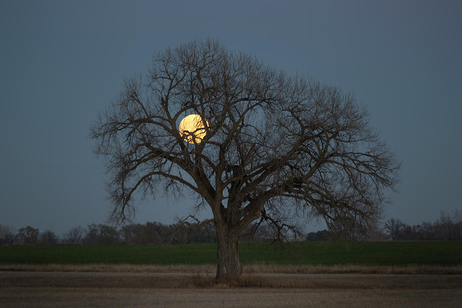 Tree of Supermoon Photograph by Aaron J Groen