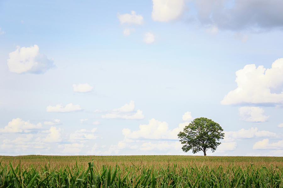 Tree Of The Corn Field Photograph