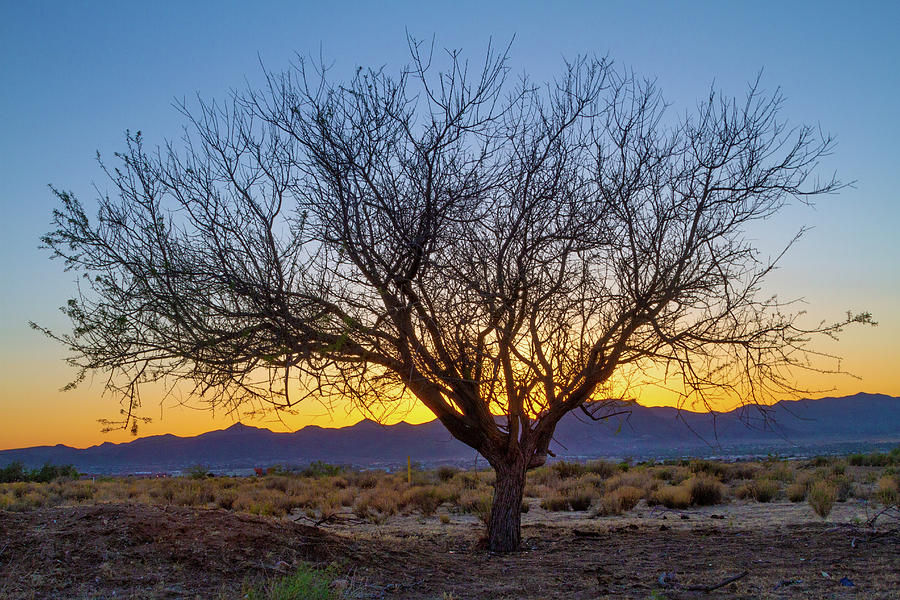 Tree of the Desert Photograph by Bonnie Follett