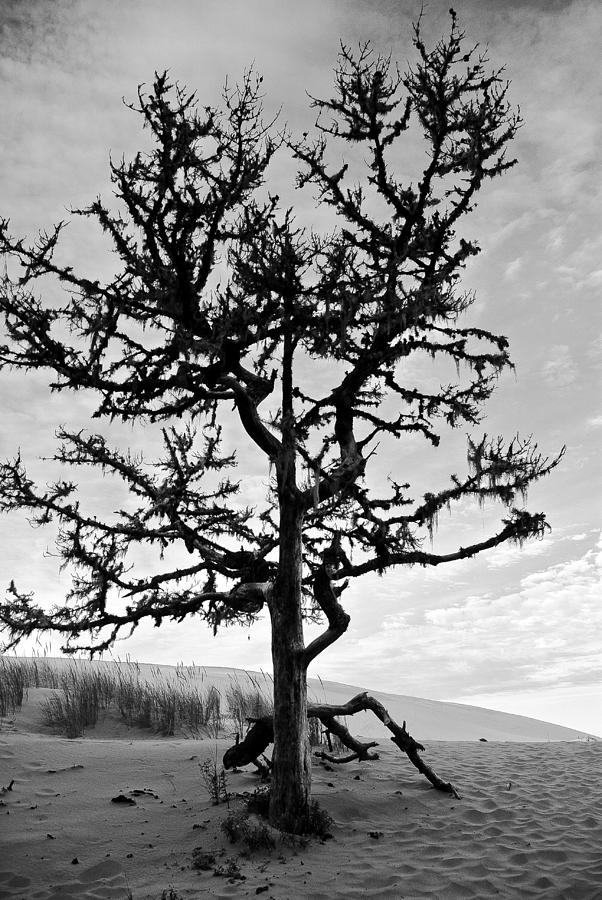 Tree of the Dunes Photograph by Dale Stillman