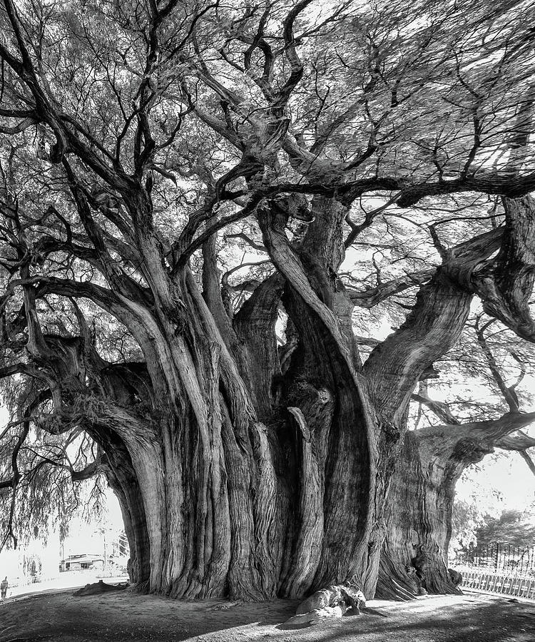 Tree of Tule Photograph by Jurgen Lorenzen