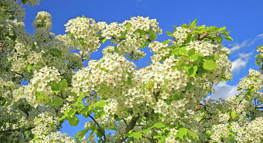 Tree  Of  White  Flowers Photograph by Carl Deaville