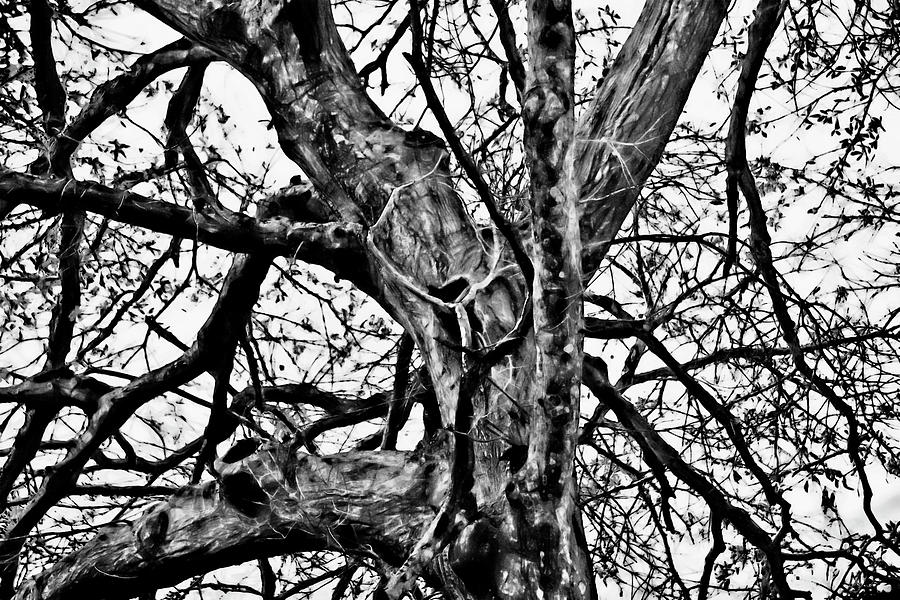 Tree Of Wisdom Photograph
