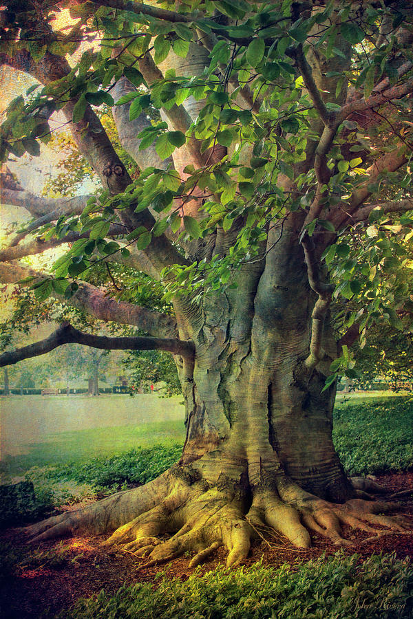 Tree of Wisdom Photograph by John Rivera