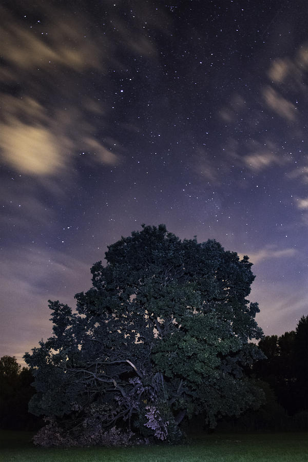 Tree of wisdom Photograph by Martin Capek