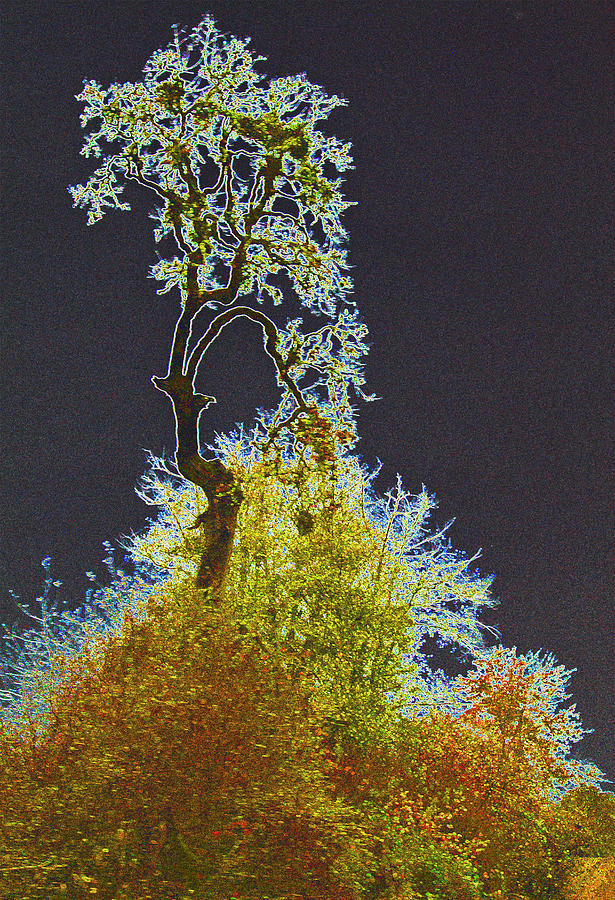 Tree of Wonder Digital Art by Dale Stillman