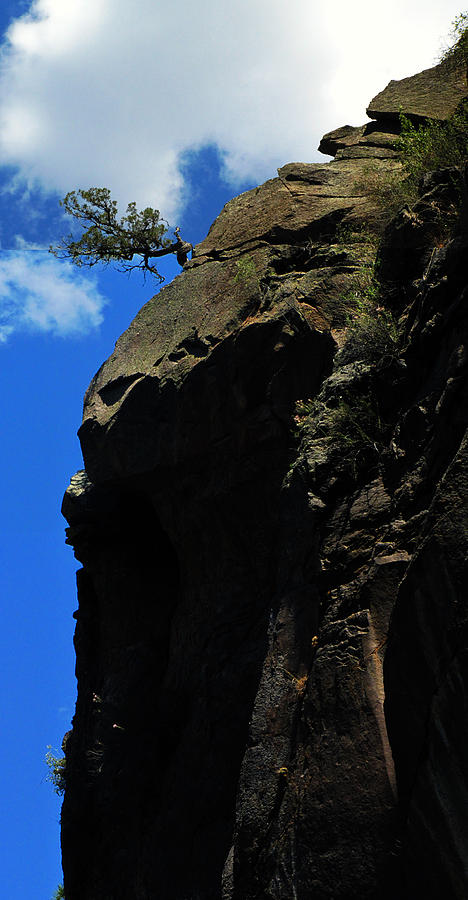 Tree Photograph - Tree on a cliff at battleship rock new mexico - 003 by Dave Stubblefield