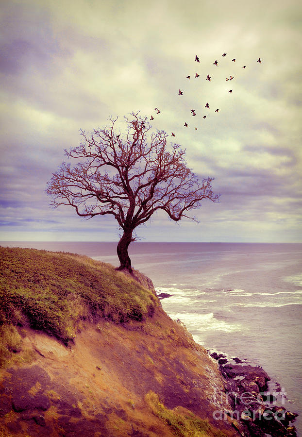 Tree on a Cliff by the Sea Photograph by Jill Battaglia