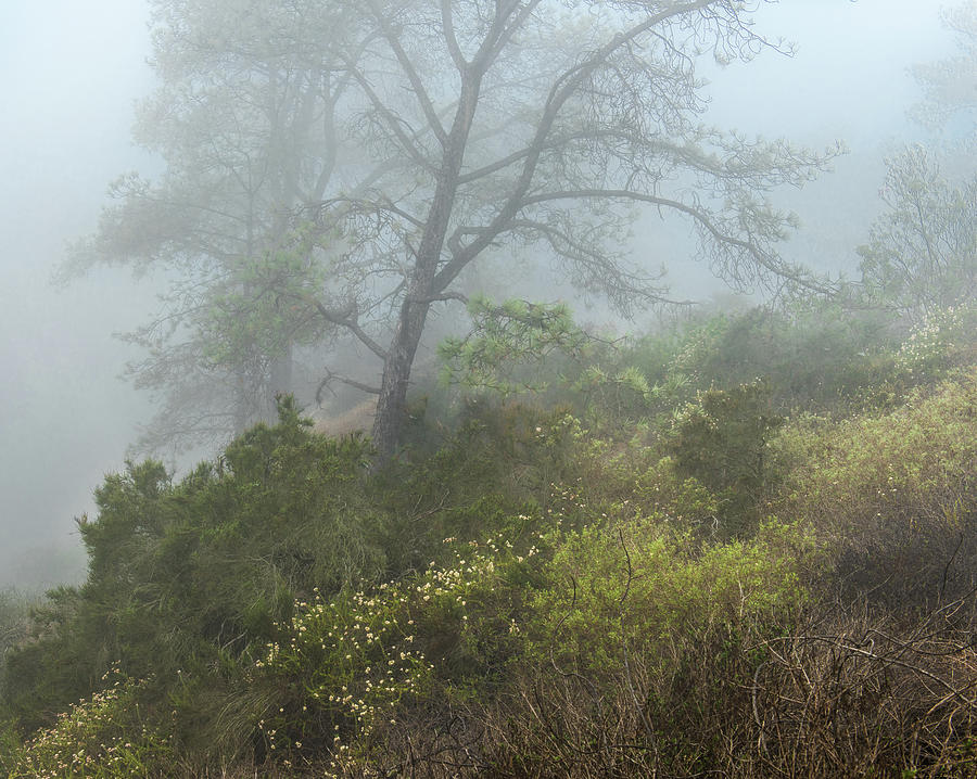 Tree on a foggy hill Photograph by Joseph Smith