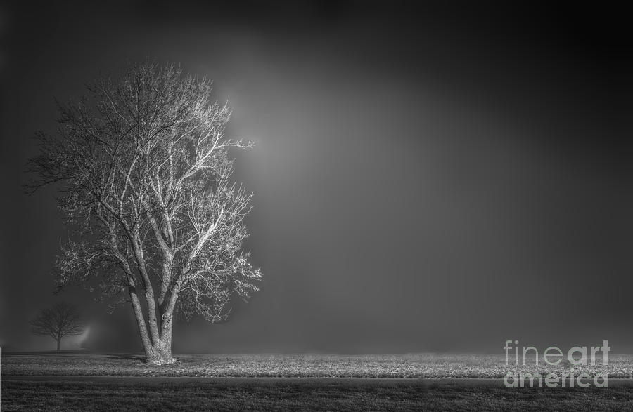 Tree on a Foggy Night Photograph by Ken DePue