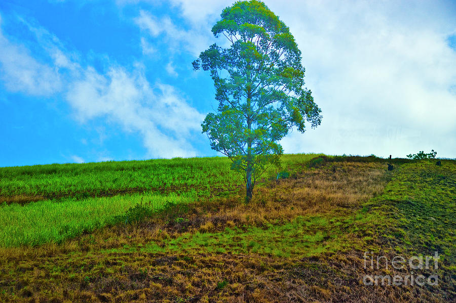 Tree on a Hill Photograph by Rick Bragan