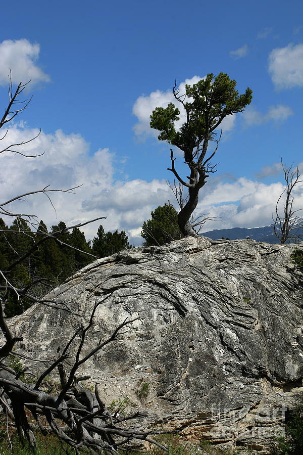 Tree On A Travertine Mound Photograph by Christiane Schulze Art And Photography