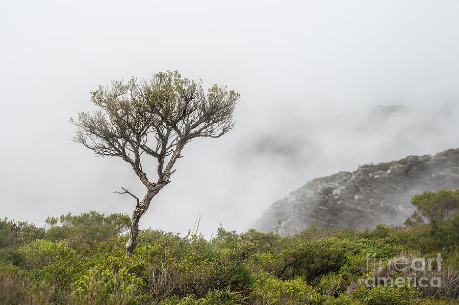 Tree on Bluff Knoll Photograph by Werner Padarin