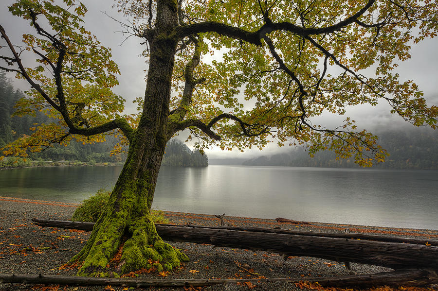 Tree on Cameron Lake Photograph by Mark Kiver