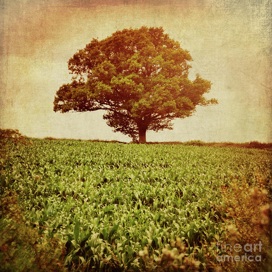 Tree on edge of field Photograph by Lyn Randle