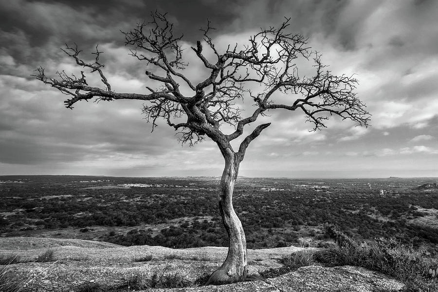 Tree On Enchanted Rock in Black And White Photograph by Todd Aaron