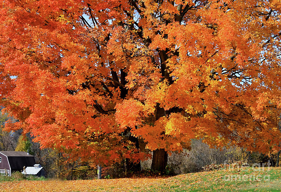 Fall Photograph - Tree On Fire by Deborah Benoit