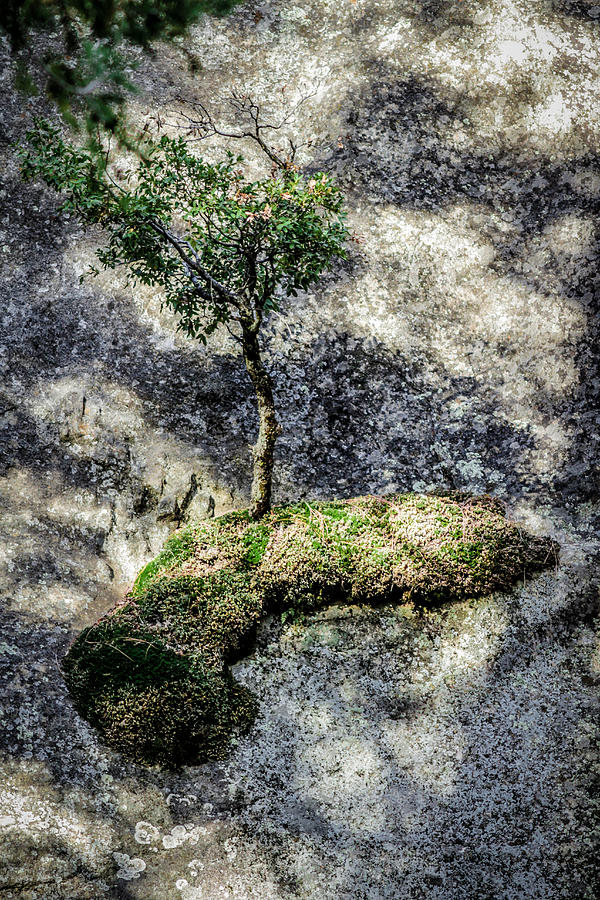 Tree on Moss on Rock at Yosemite Photograph by Adam Rainoff