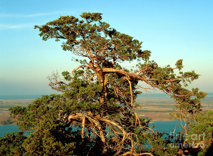 Tree on Mt. Scott Photograph by Richard Smith