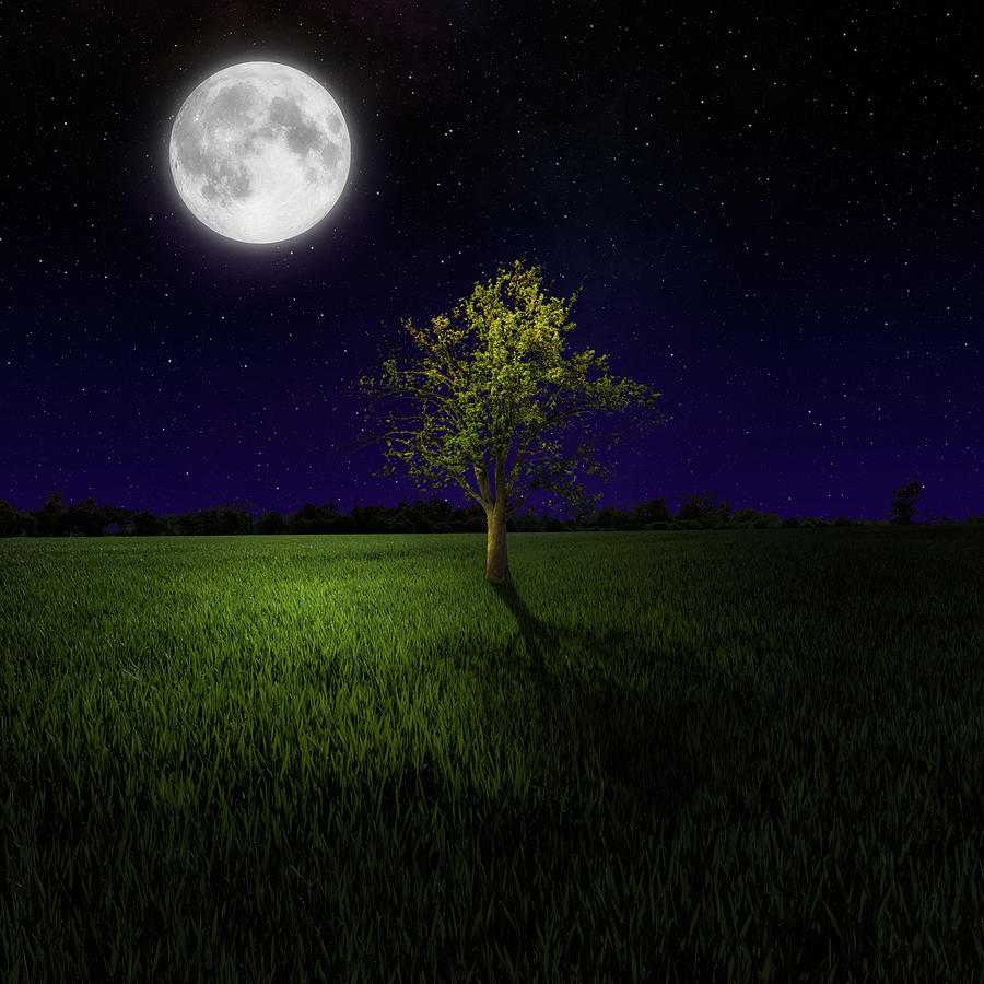 Tree On Night Meadow Lit By Moon Photograph