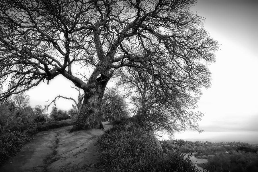 Tree On Ridge - Black And White Photograph by Serena King