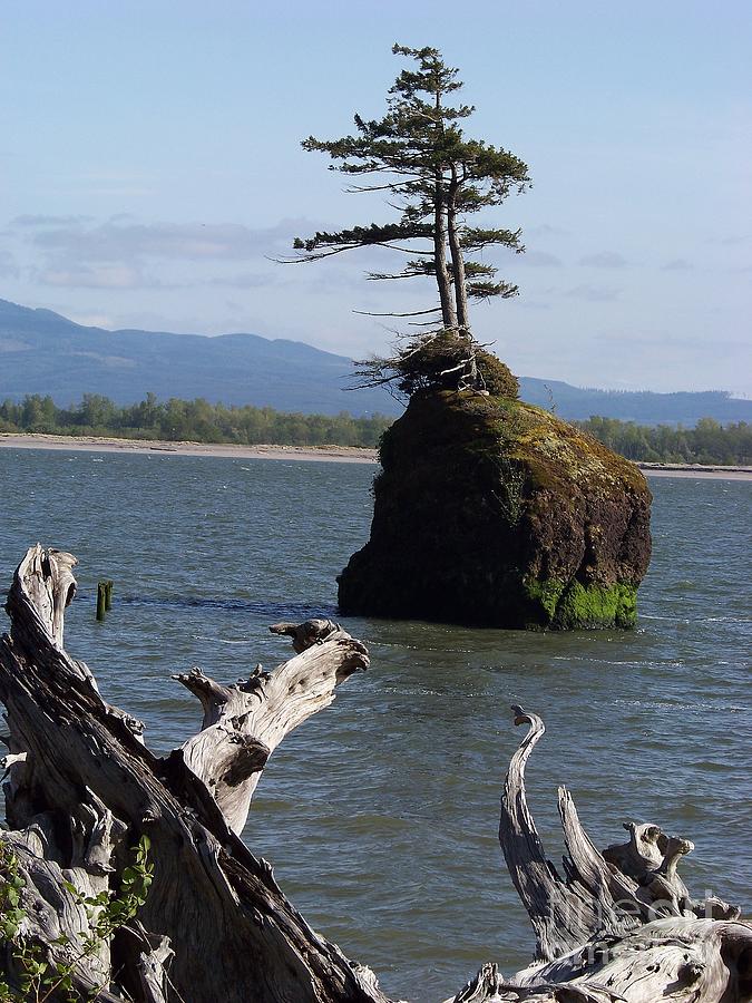 Tree on Rock Photograph by Charles Robinson