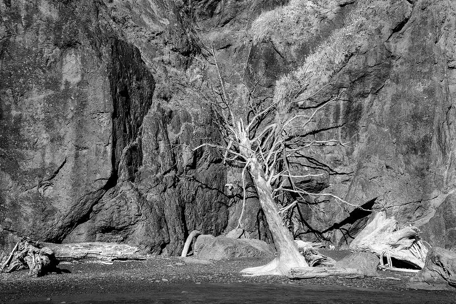 Tree on Ruby Beach Photograph by Jon Glaser