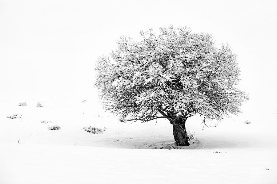 Tree On Snowy Slope Photograph by Denise Bush