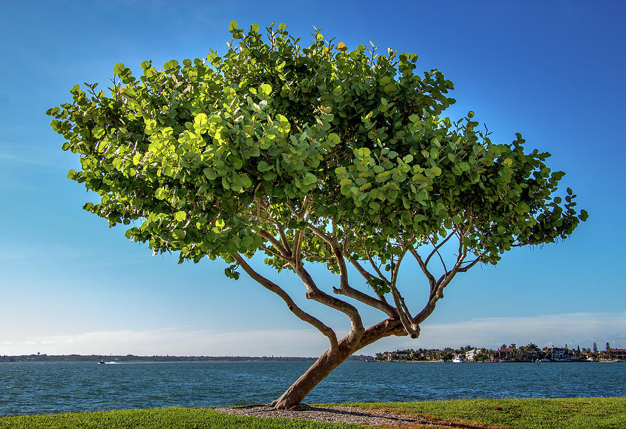 Tree on the Bay Photograph by Richard Goldman