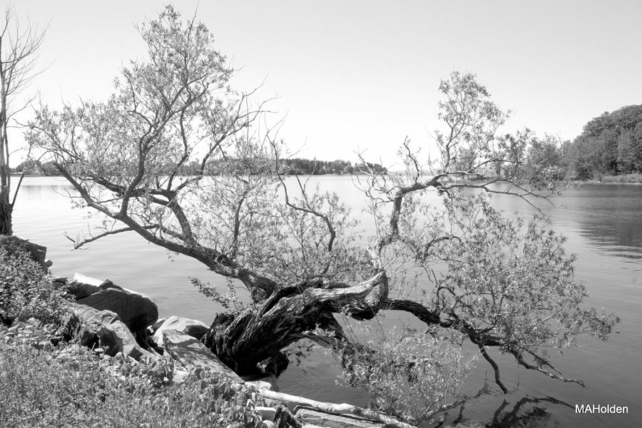 Tree On The Causeway Photograph By Mark Holden - Fine Art America