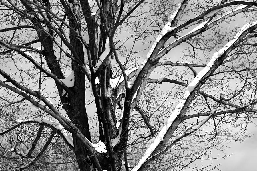 Tree On The Corner Photograph by Robert Hopkins