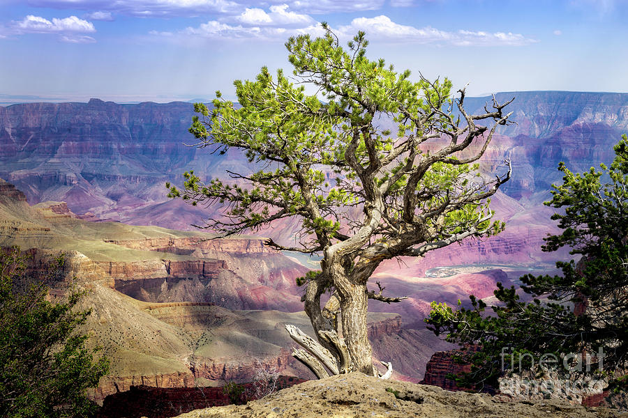 Tree on the Edge Photograph by Jerry Fornarotto