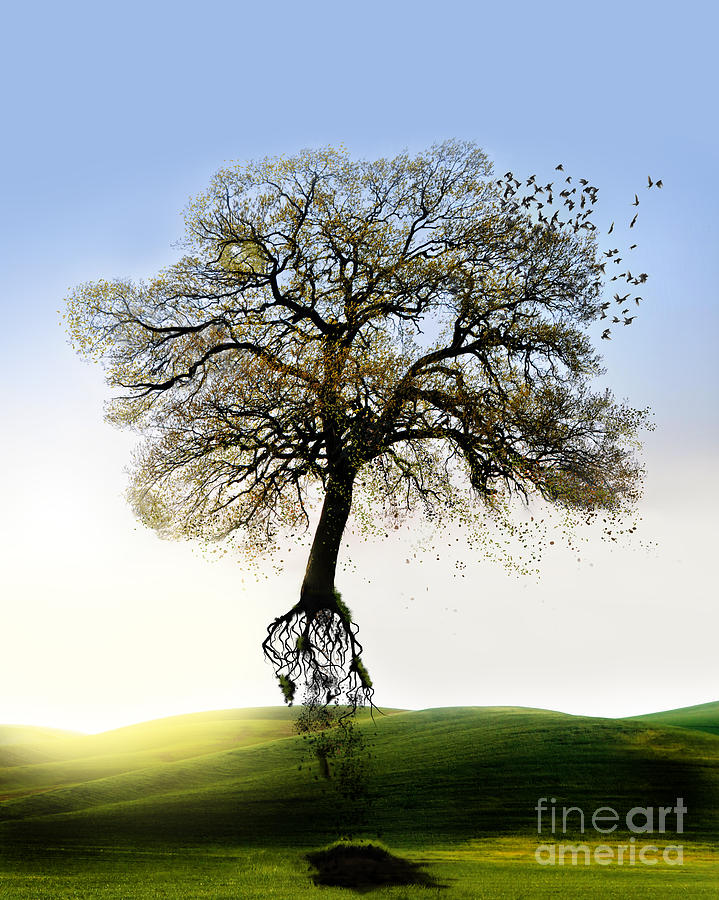 Tree On The Move Photograph by Mariella Wassing