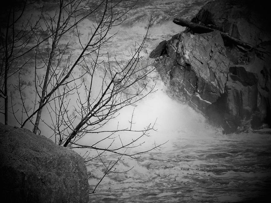 Tree Photograph - Tree on the Rapids by Joyce Kimble Smith
